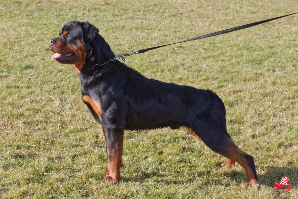 Uruz de la Vallée des Glaciers