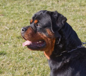 Uruz de la Vallée des Glaciers