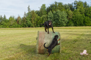 Tiwas et Zina