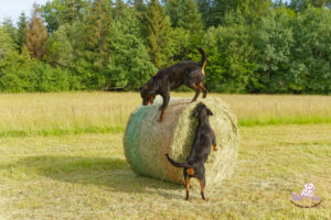 Tiwas et Zina