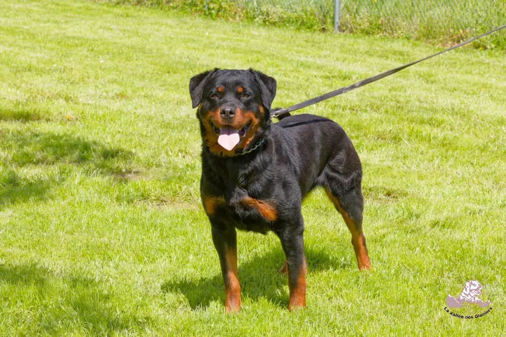 Vitae 2 ans