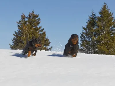 le Col des Aravis - Marylou et Jedï de la Vallée des Glaciers