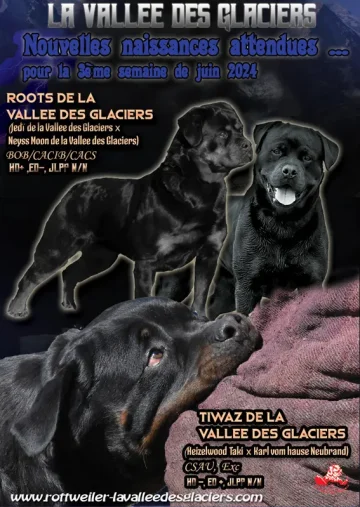 Annonce portée Roots de la Vallée des Glaciers x Tiwaz de la Vallée des Glaciers