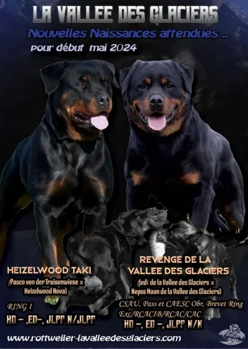 Annonce Portée Heizelwood Taki x Revenge de la Vallée des Glaciers