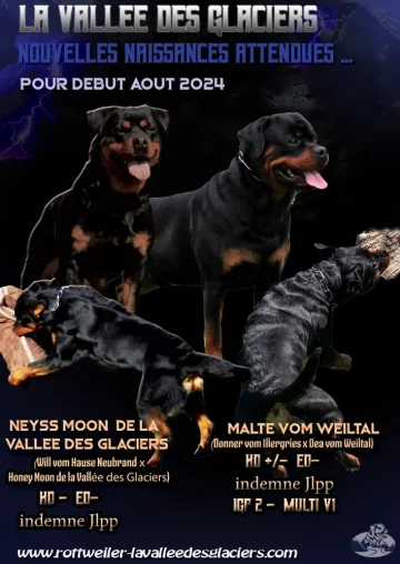 portée Neyss Moon x Malte vom Weiltal