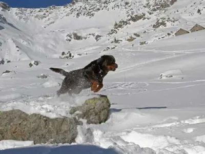 Montagne de Loriaz - Chad de La Vallée des Glaciers