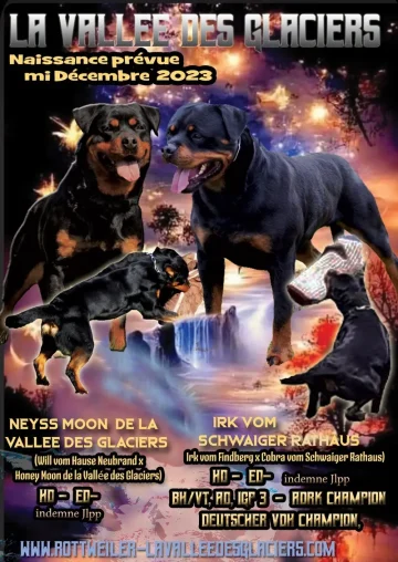 Annonce naissances chiots