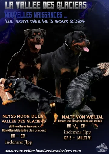 Annonce naissance chiots